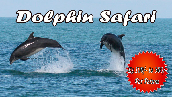 Dolphin Safari copy
